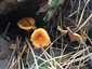 Narancsvörös álrókagomba (Hygrophoropsis aurantiaca), Őrség